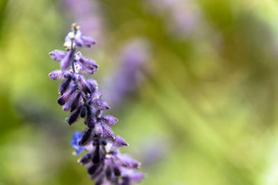 Close-up of purple flowering plant