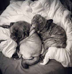 High angle view of dog sleeping on bed at home