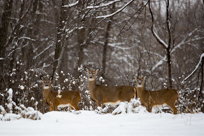 Three deers standing in forest in winter