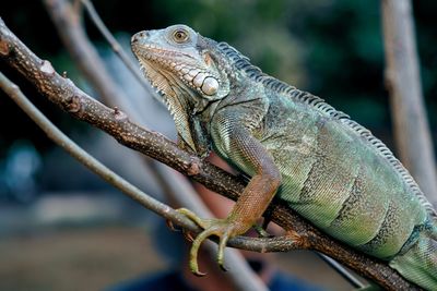 Close-up of iguana