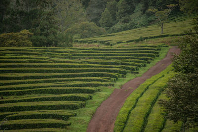 Scenic view of agricultural field