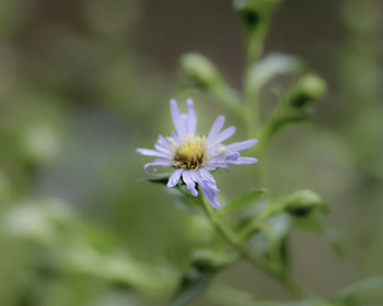 Close-up of purple daisy flower