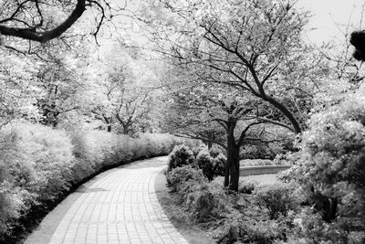 Bare trees on footpath