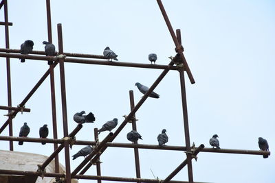 Low angle view of birds perching on pole against sky