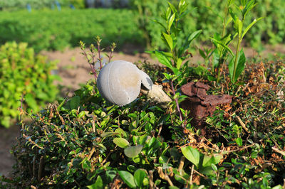Close-up of lizard on land