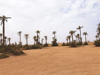 Palm trees on field against sky