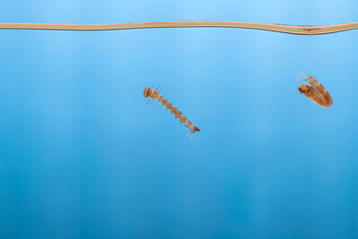 Close-up of fish swimming in sea