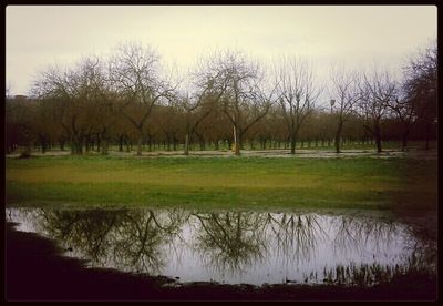 Reflection of trees in lake