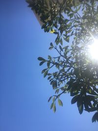 Low angle view of sunlight streaming through tree