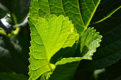 Close-up of fresh green leaves