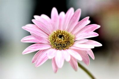 Close-up of pink flower blooming outdoors