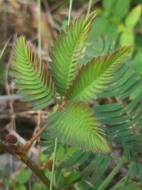 plant
