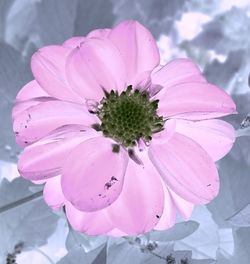 Close-up of pink flower