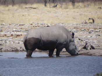 A rhinoceros drinks from a waterhole on a beautiful day in etosha national park