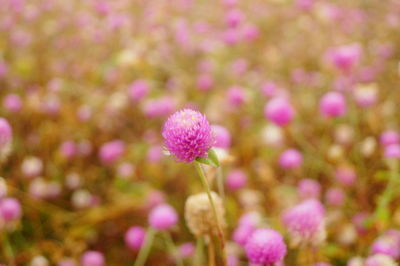 Close-up of pink flowering plant on field