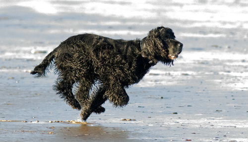 Dog running on beach