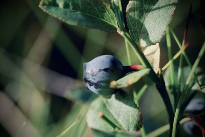 Close-up of bird perching on plant