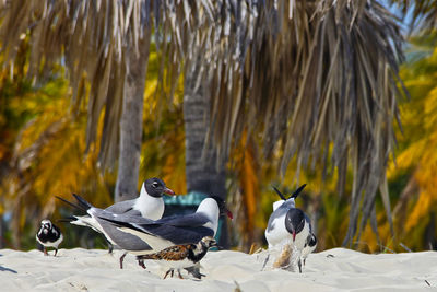 Black-headed gulls perching on sand at beach