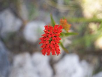 Close-up of red flowering plant