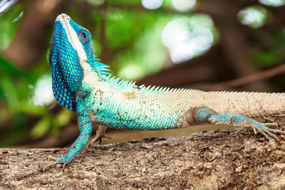 Close-up of lizard on tree