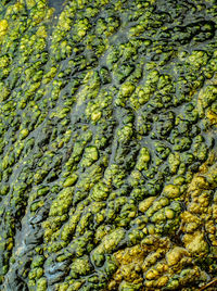 Full frame shot of plants in water