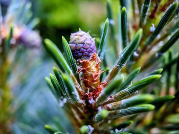 Close-up of flower bud on tree