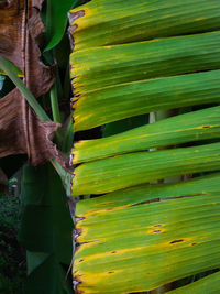 Close-up of green leaves on plant