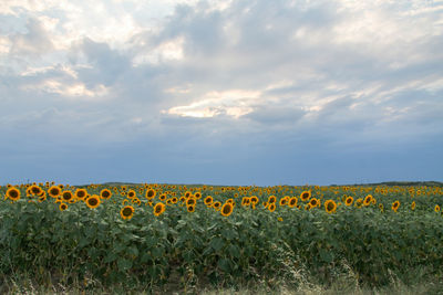 Scenic view of sunflower field against cloudy sky