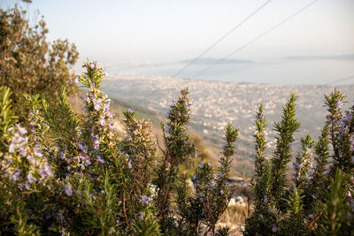 Close-up of flowering plants on land against sky