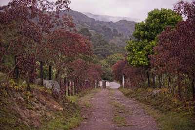 Footpath amidst trees and plants against sky