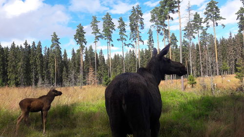 Moose with its calf in forest