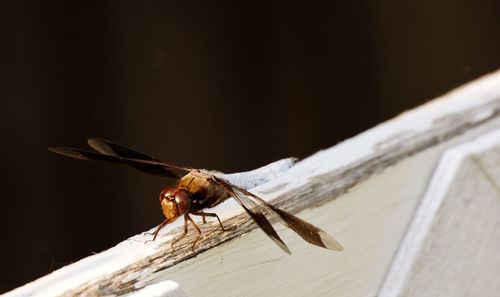 Close-up of fly on wood