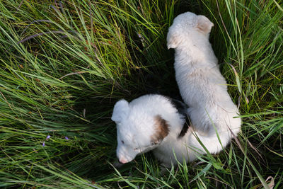 Close-up of dog