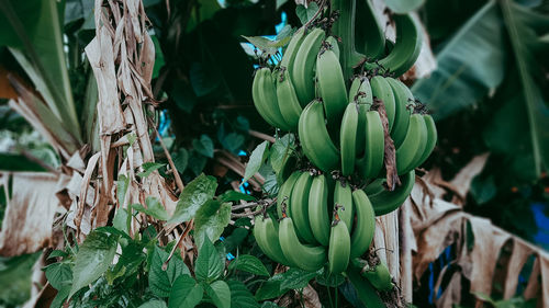 Close-up of fruits growing on plant