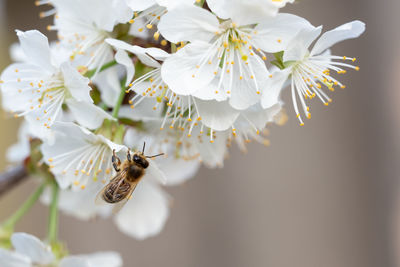 Bee on a cherry blossoms. spring floral background. cherry flowers blossoming in the springtime.