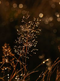 Close-up of illuminated plant at night
