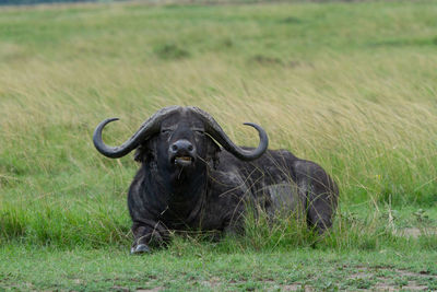 Portrait of buffalo laying in field