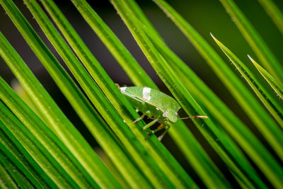 Close-up of green leaves