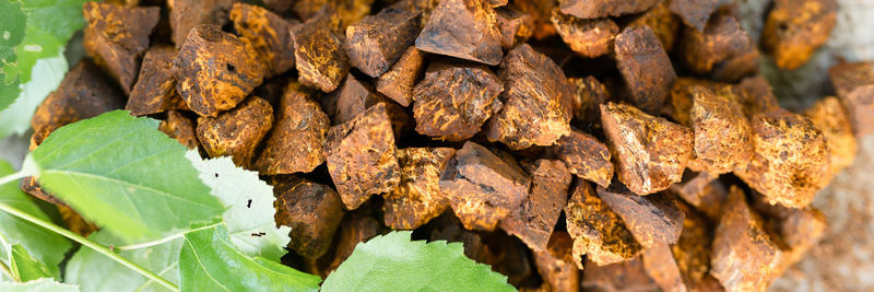 Gathered foraged chaga mushroom wild birch tree fungus used in alternative medicine for brewing tea