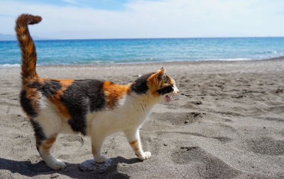 View of a sheep on beach