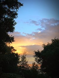 Low angle view of silhouette trees against sky