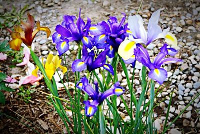 Close-up of purple flowers blooming in field