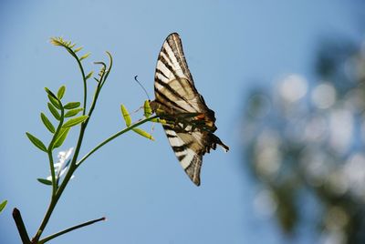 Close-up of butterfly pollinating flower