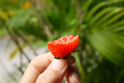 Close-up of hand holding strawberry