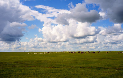 Scenic view of field against sky