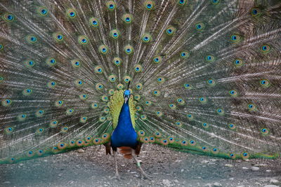 Peacock with feathers fanned out