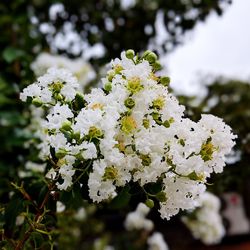 Close-up of white flowers blooming on tree