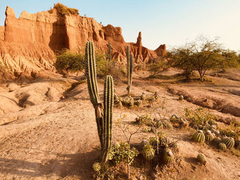 Cactus growing by rock formations against clear sky at desert