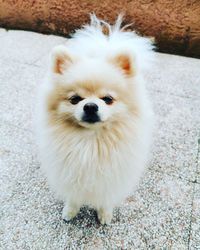 High angle view of white dog