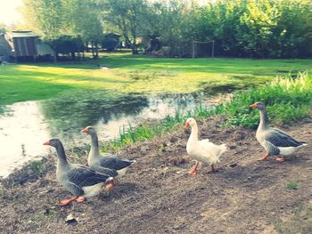 Flock of birds in the field